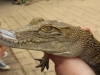 Baby Crocodile, 2 years